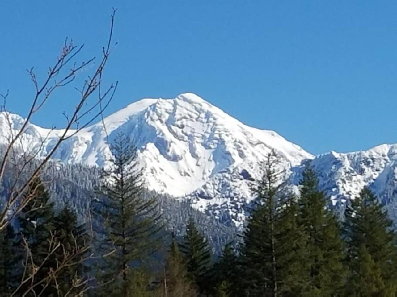 Mt Rainier Little Green Cabin On Big Creek! Ashford Zewnętrze zdjęcie